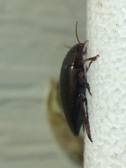 Copelatus chevrolati