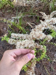 Solidago chapmanii