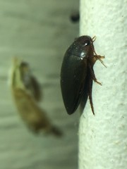 Copelatus chevrolati