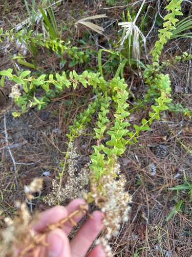Solidago chapmanii, photograph 1