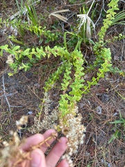 Solidago chapmanii, photograph Joseph Hubbard, CC BY, iNaturalist via GBIF
