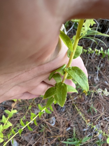 Solidago chapmanii, photograph 2