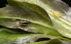 Myzus persicae
