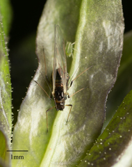 Myzus persicae