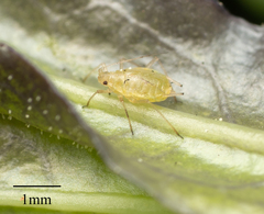 Myzus persicae