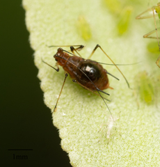 Macrosiphum salviae