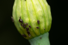 Neotoxoptera formosana