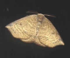 Arctornis obtusa