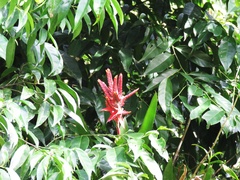 Aechmea tillandsioides