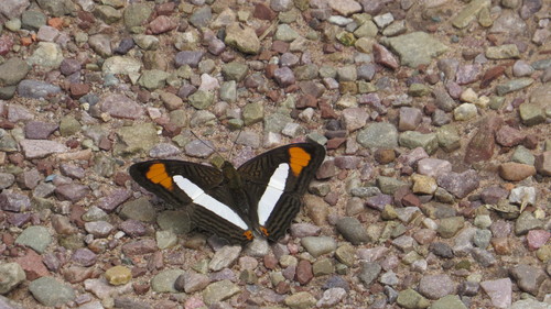 Adelpha thessalia