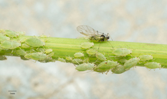 Hyperomyzus lactucae