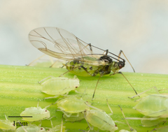 Hyperomyzus lactucae