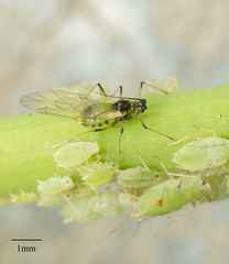 Hyperomyzus lactucae