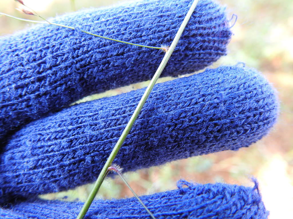 Chapman's tridens from Bastrop County, TX, USA on November 2, 2023 at