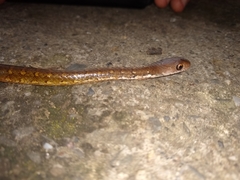Gongylosoma baliodeira