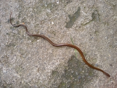 Gongylosoma baliodeira