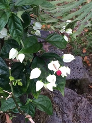 Clerodendrum thomsoniae