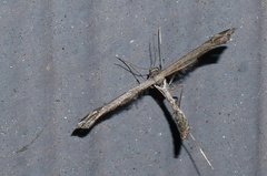 Anstenoptilia marmarodactyla