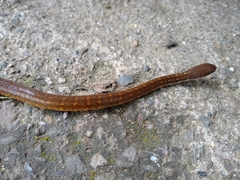 Gongylosoma baliodeira