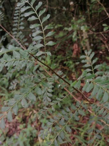 Image of Pistacia mexicana by (c) Erick Vélez Sánchez, some rights reserved (CC BY)