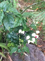 Clerodendrum thomsoniae
