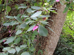 Pogonopus