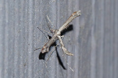 Anstenoptilia marmarodactyla