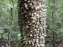 Zanthoxylum rhoifolium