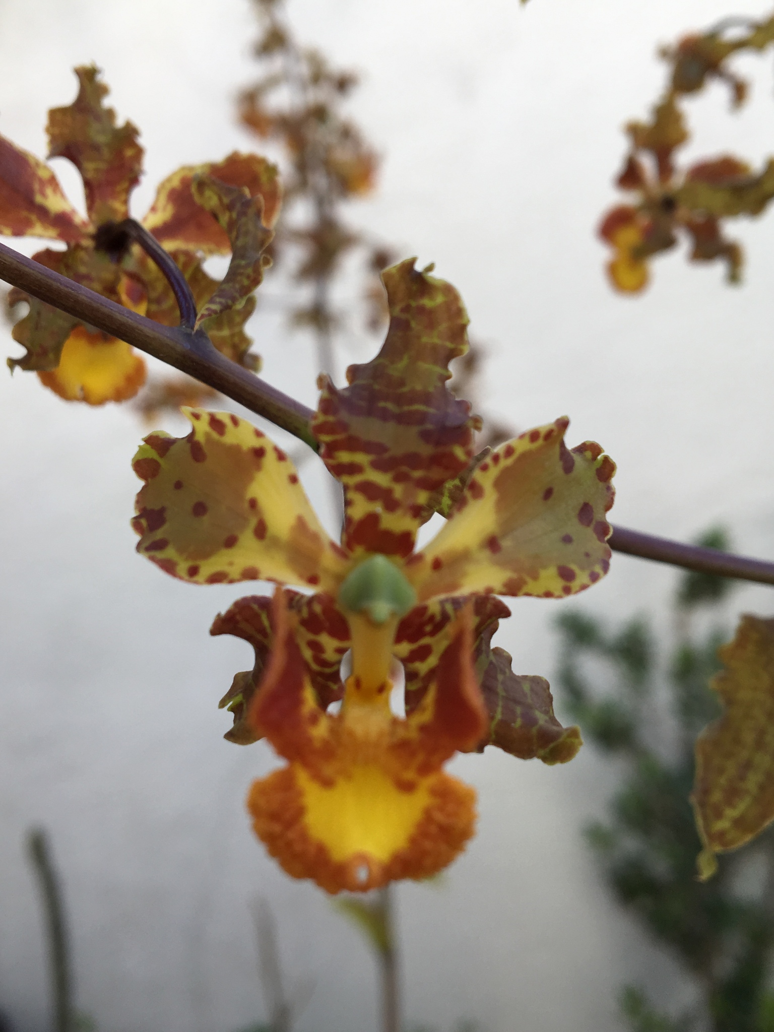 Cyrtopodium macrobulbon (Lex.) Lex. 2