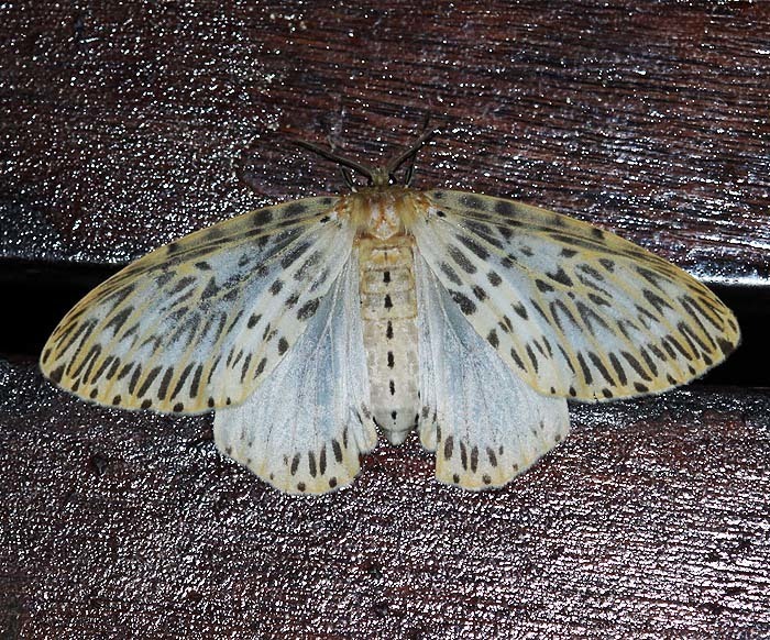 Psilochira venusta