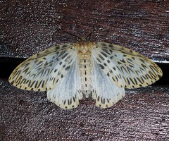 Psilochira venusta