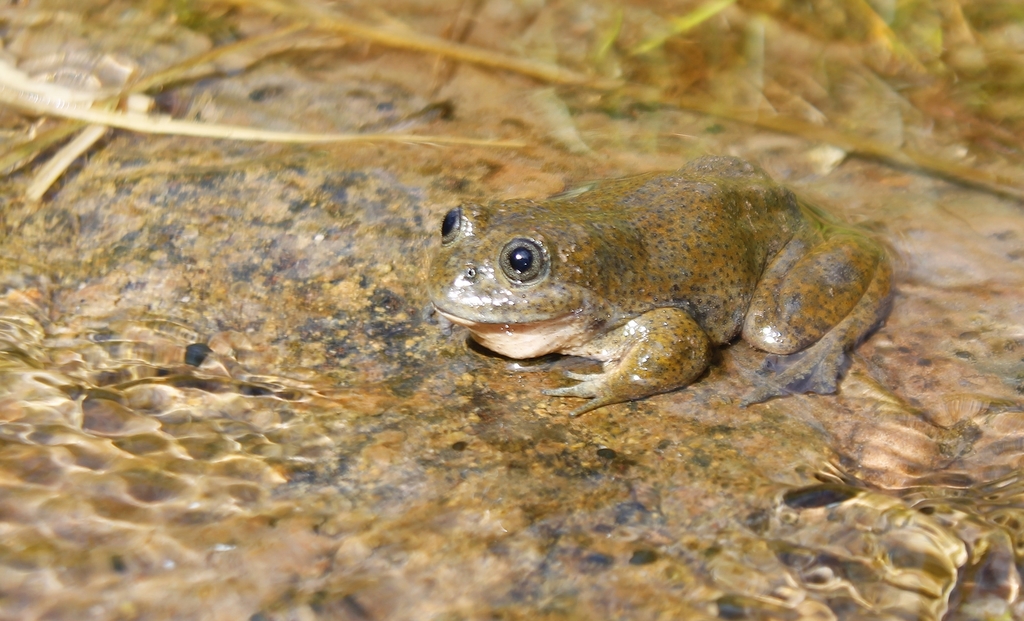 Allipaca Water Frog