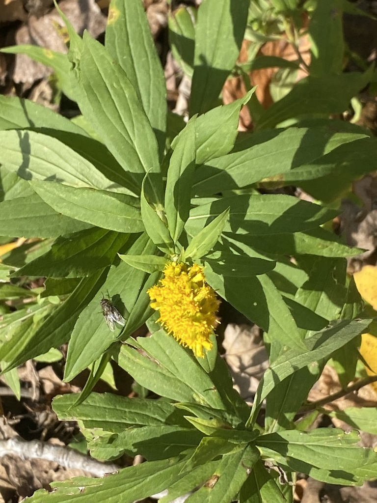 goldenrods from Charles E. Sexton Memorial Park, Webster, NY, US on ...