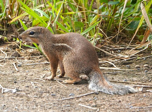Striped Ground Squirrel