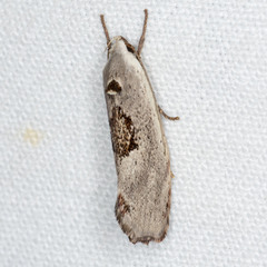 Tymbophora peltastis