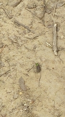 Cicindela splendida