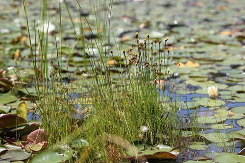 Image of Xyris montana by (c) Quinten Wiegersma, some rights reserved (CC BY)