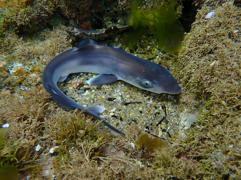 Photo of Tope shark (Galeorhinus galeus)
