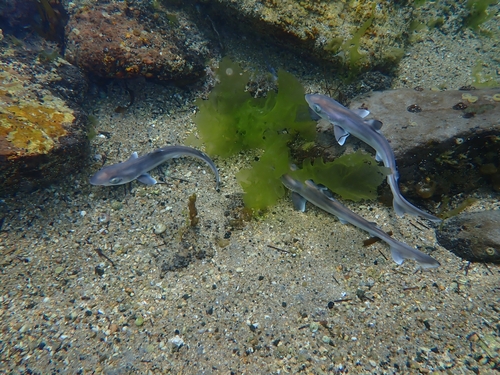 Eastern school shark (Galeorhinus galeus) — Triakidae — 2