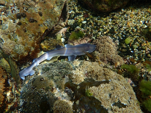 Photo of Tope shark (Galeorhinus galeus)