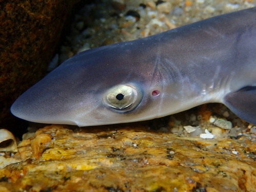 Eastern school shark (Galeorhinus galeus) — Triakidae — 3