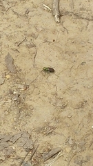 Cicindela splendida