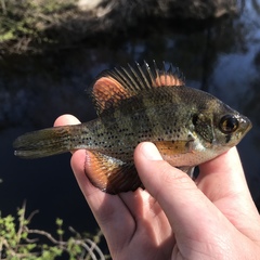 Centrarchus macropterus