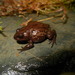 Oreobates ayacucho - Photo (c) Víctor Jassmani Vargas García, algunos derechos reservados (CC BY-NC), subido por Víctor Jassmani Vargas García