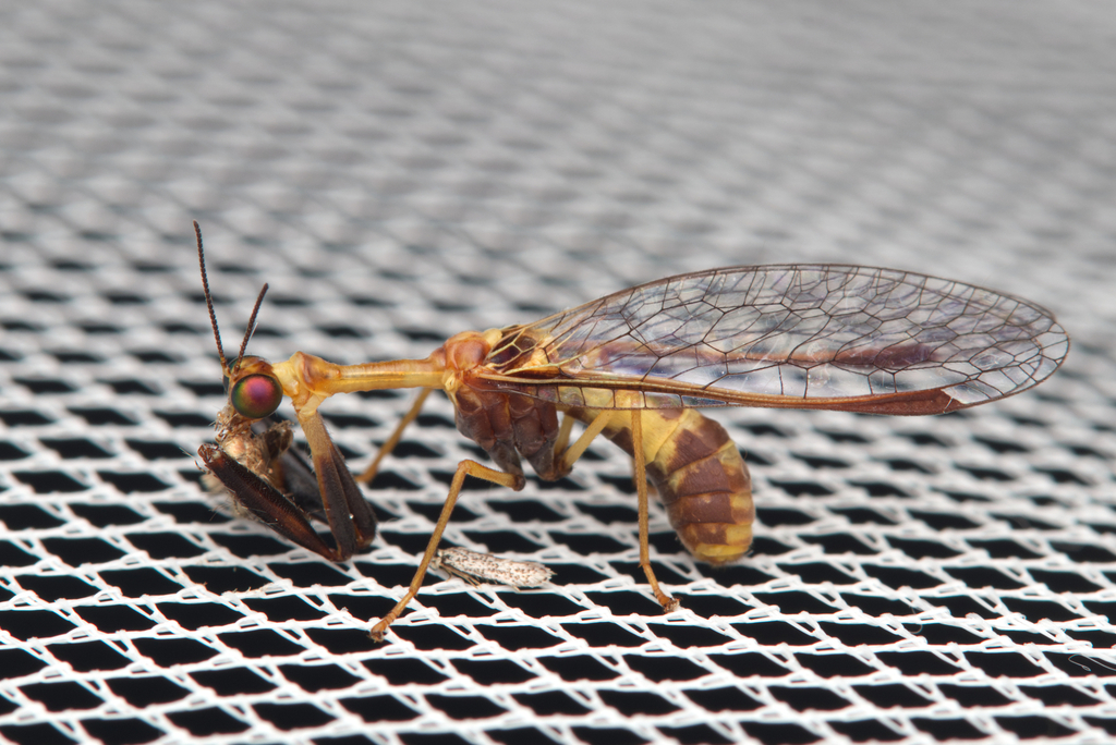 Spaminta pavida