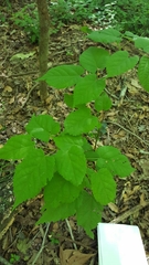 Tilia americana caroliniana