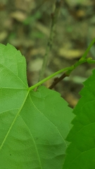 Tilia americana caroliniana