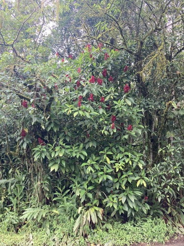 Megaskepasma erythrochlamys