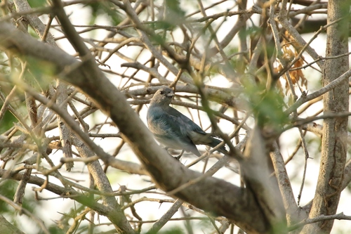 Thraupis glaucocolpa