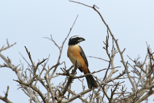 Saltator orenocensis